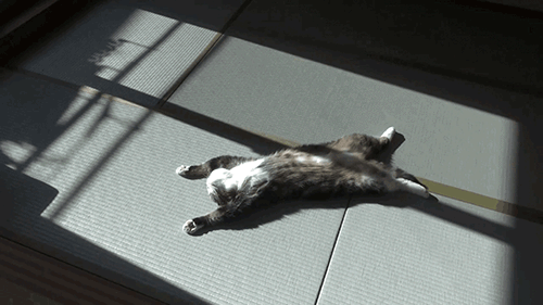 gifs chat feignant bronze soleil