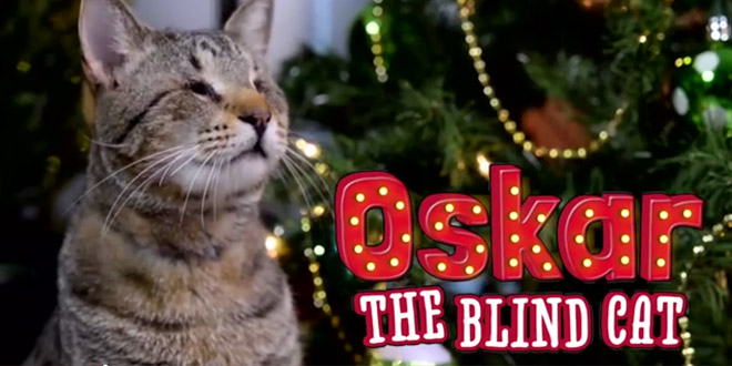 oskar blind aveugle cat