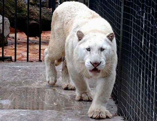 Mexique cartel tigre blanc