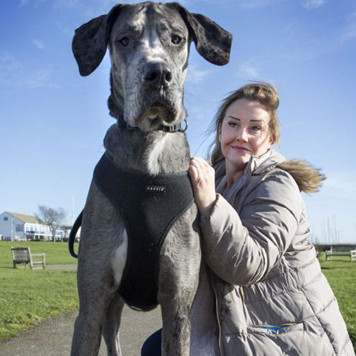 freddy chien anglais danois le plus grand chien enorme