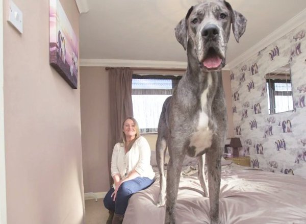 freddy chien anglais danois le plus grand dog