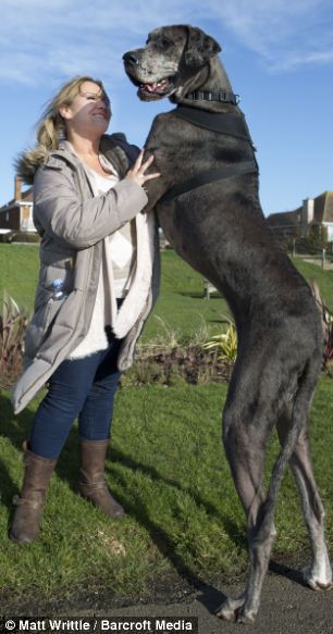 freddy chien anglais danois le plus grand chien