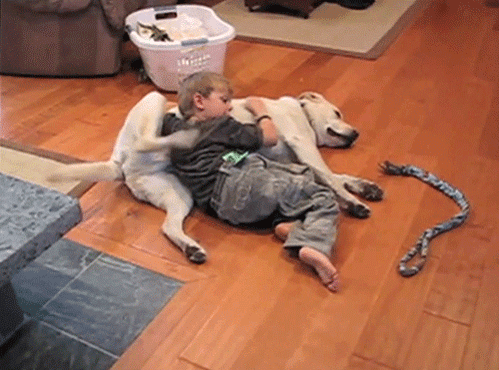 un chien et un enfant se grattent mutuellement