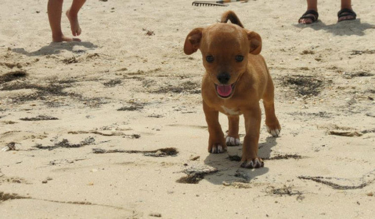 le chien malade adopté sur la plage