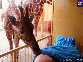 la girafe embrasse son maître