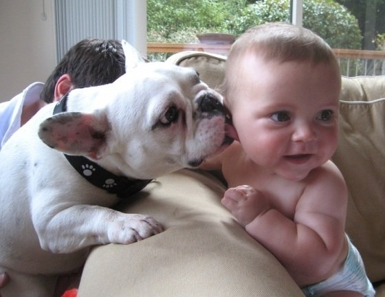 bébé chien amitié