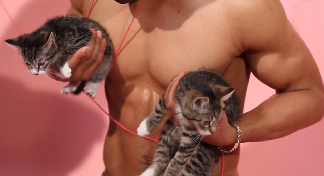 cats-and-abs video