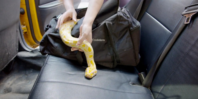 mettre un serpent dans un taxi