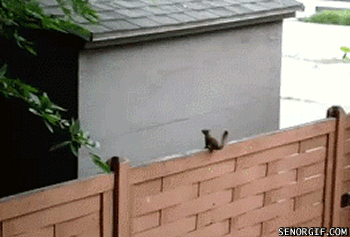 écureuil essaie de sauter