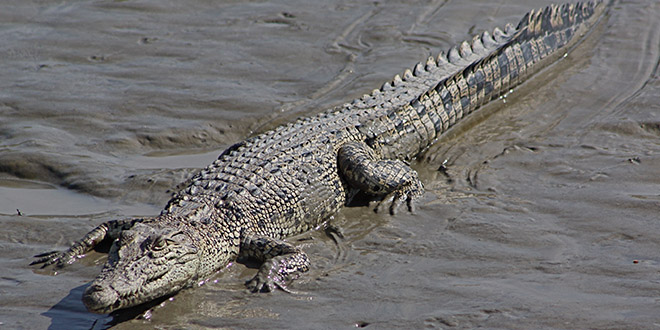 crocodile marin australie