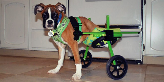 duncan chien a deux pattes chaise roulante