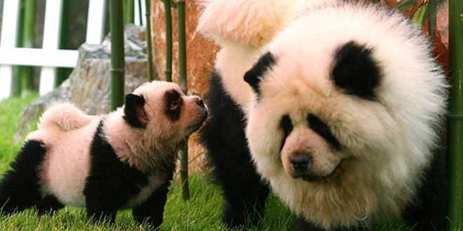 chien panda bebe