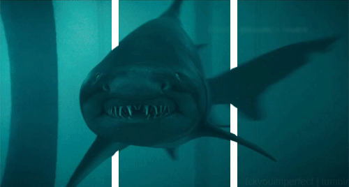 grand requin