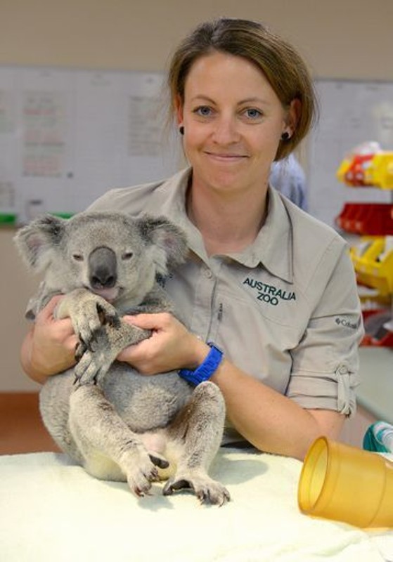 koala agrippé accroché arrière voiture 90 km autoroute australie veterinaire