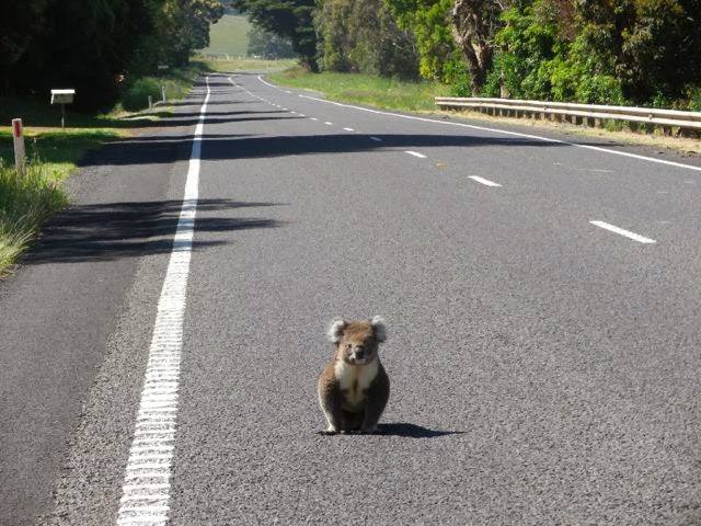 koala agrippé accroché arrière voiture 90 km autoroute australie 