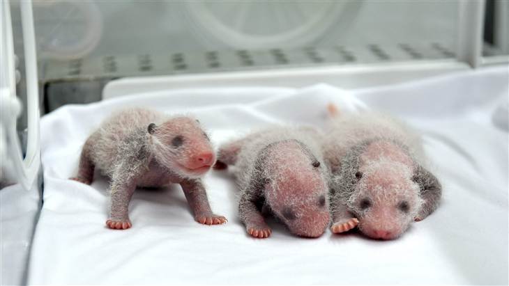 video de la naissance de triplés bébs pandas en chine