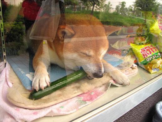 chien shiba vendeur tabac japon