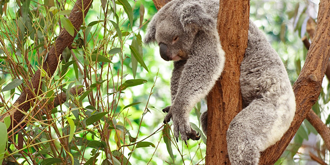 koala sauve australie