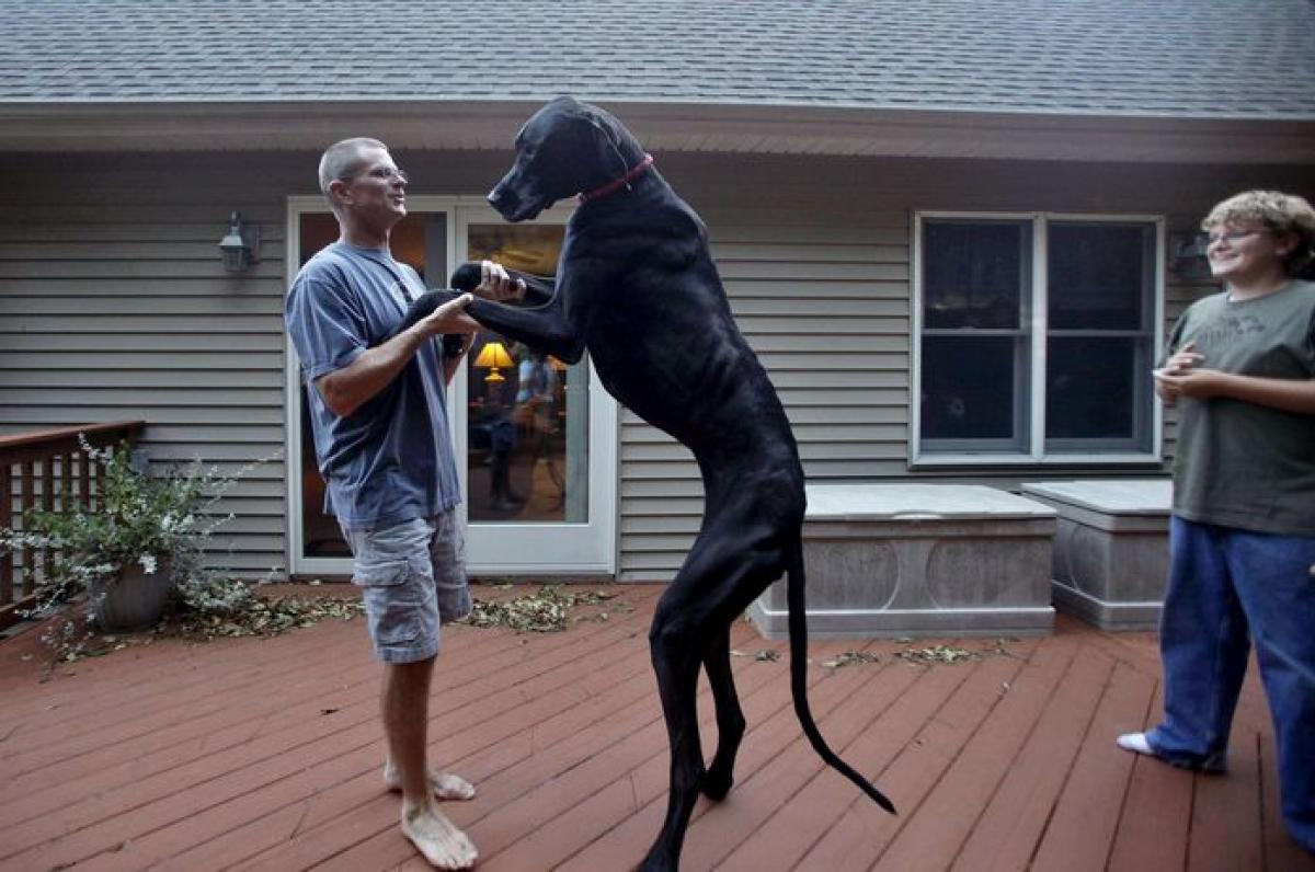 zeus chien le plus grand du monde record