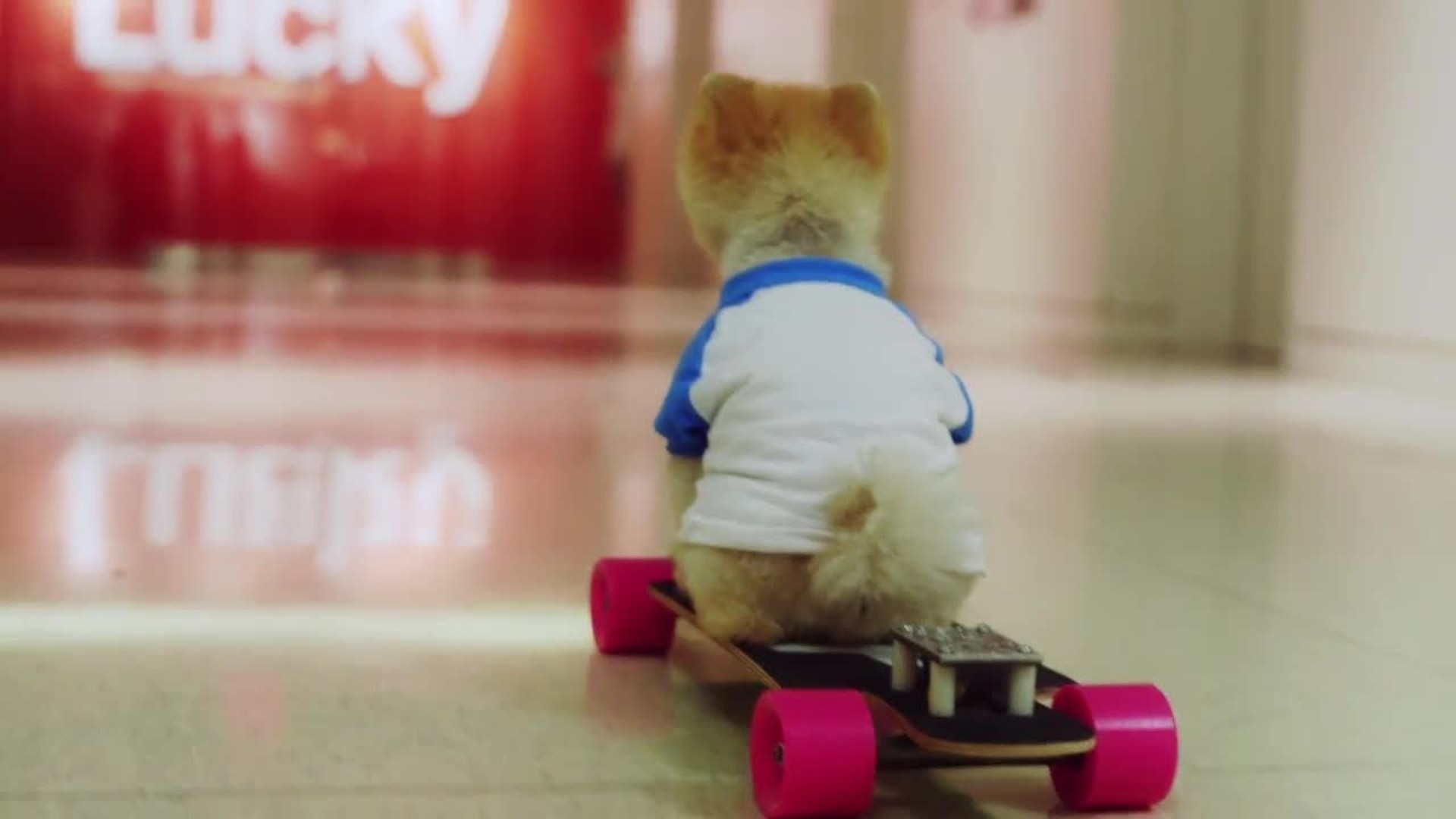 Jiff le Pomeranian chien skateJiff le Pomeranian chien skate