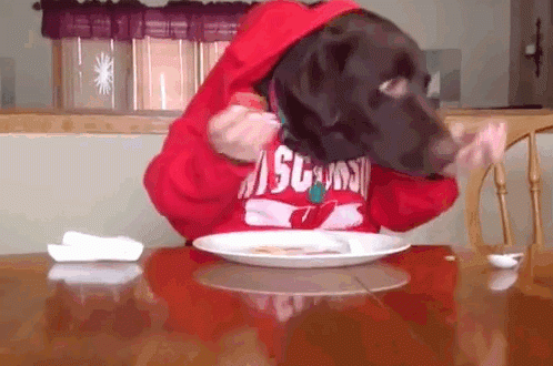 gif chien mange drole