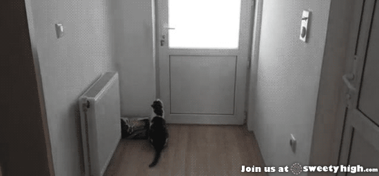 gif cat opens door