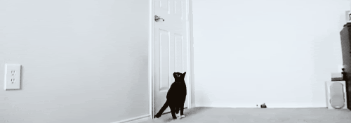 cat opens door