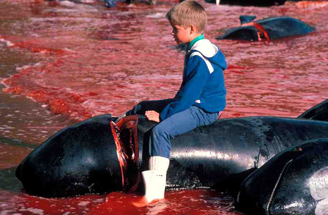 dauphins-massacre-Danemark-enfant