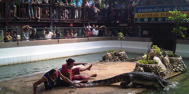 ferme aux crocodiles spectacle bangkok suicide