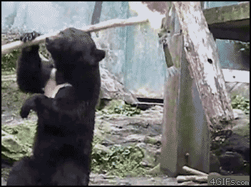 gif bear ninja 
