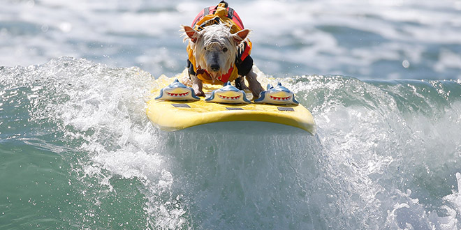 Surf City Surf Dog californie