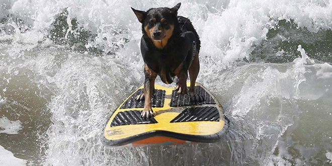 Surf City Surf Dog chien californie