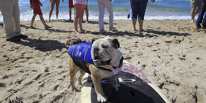 Surf City Surf Dog chien