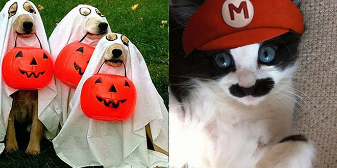 costumes halloween animaux chiens chats