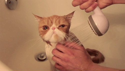 gif shower cat