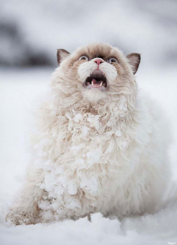chat neige peur premiere fois