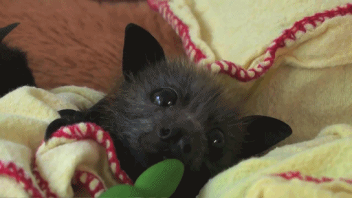 gif baby bat burritos