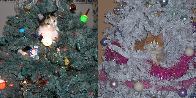 chat cache sapin noel