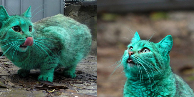 chat vert