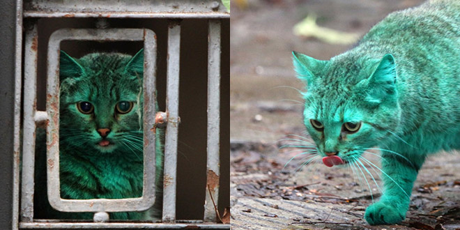 chat vert bulgare