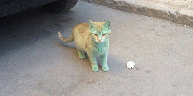 chaton vert bulgarie