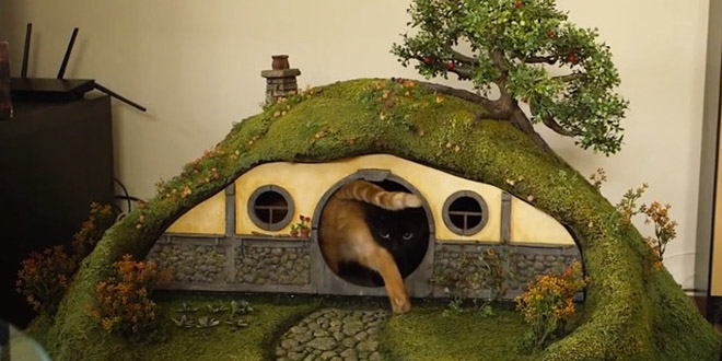 maison hobbit chat