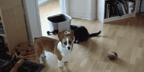 gif cat figh with dog