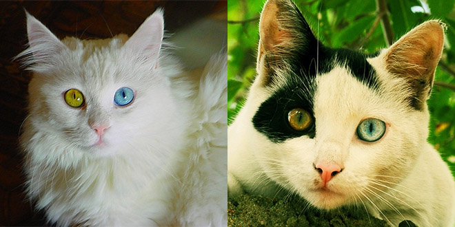 chat yeux couleurs differentes