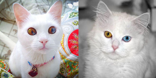 chat yeux deux couleurs