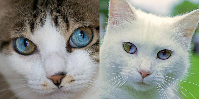 chat yeux vert bleu