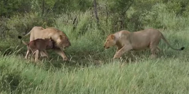 lions se battent pour un gnou
