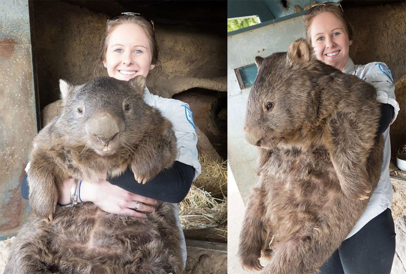 patrick le plus vieux et le plus grand wambat