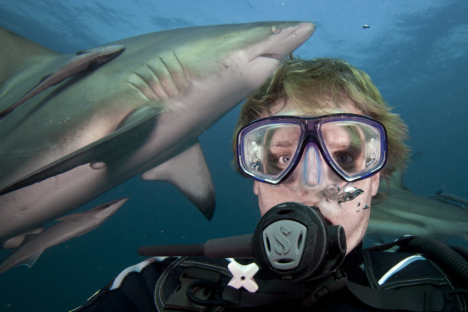 Aaron Gekoski requin selfie