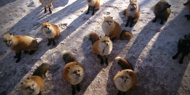 village renards fox japon